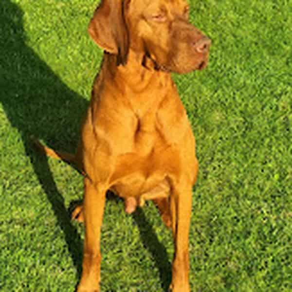 KC Registered Smooth Hungarian Vizsla