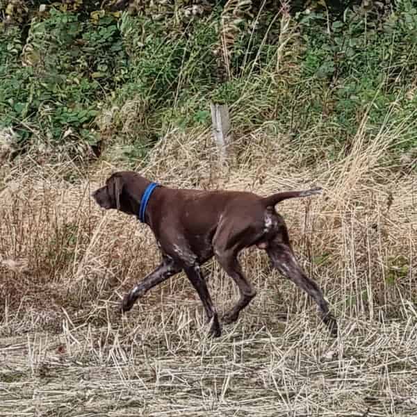 STUNNING TOP QUALITY PROVEN L/W GSP 200+ DNA TESTS CLEAR PLUS HIPS/ELBOWS/HEART & EYE CLEAR AVAILABLE.