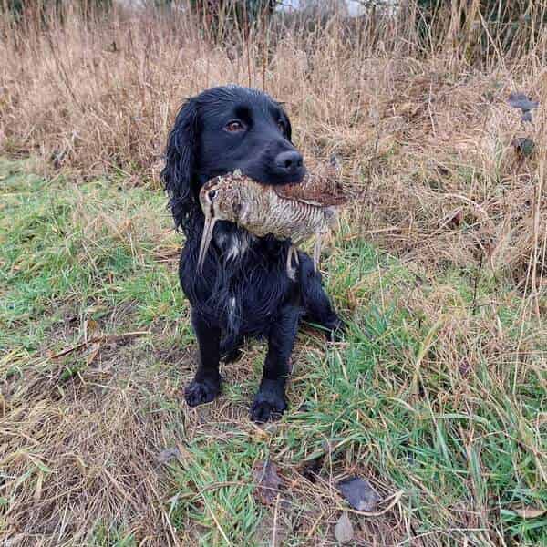 FTAW fully health tested cocker stud