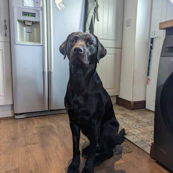 Stunning extensively tested labrador for stud