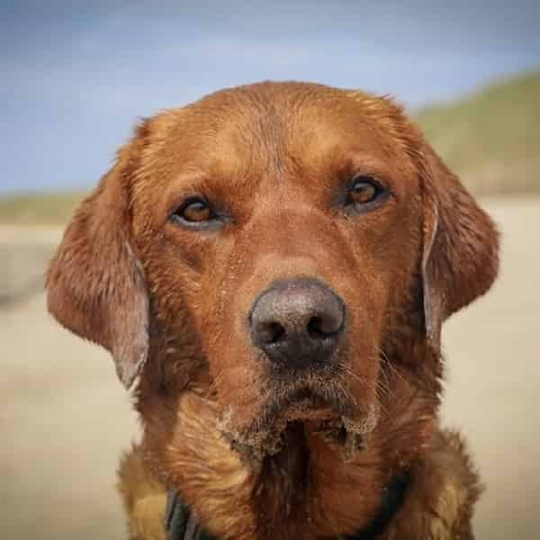 Stunning Fox Red Labrador KC Registered and proven