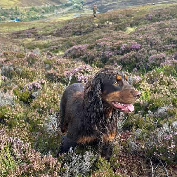 Working Cocker Spaniel Stud