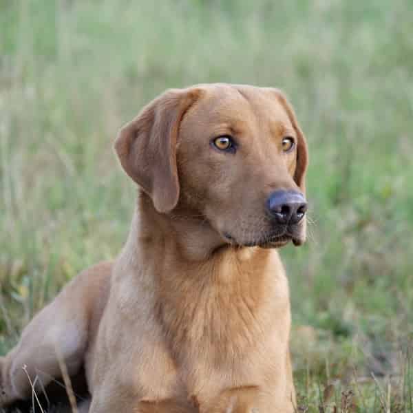 FTW Fox red Dog Central Scotland Fully health tested!