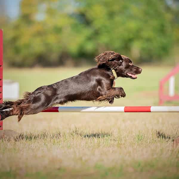 Working cocker at stud