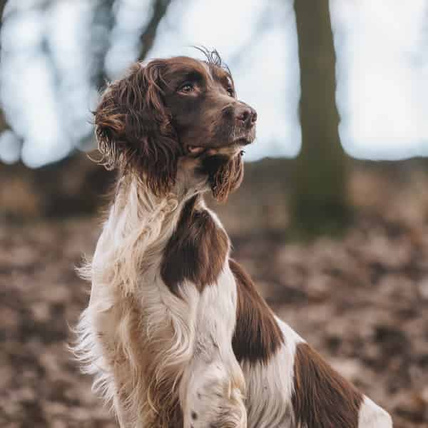 FTAW Fully Health Tested Stud Dog