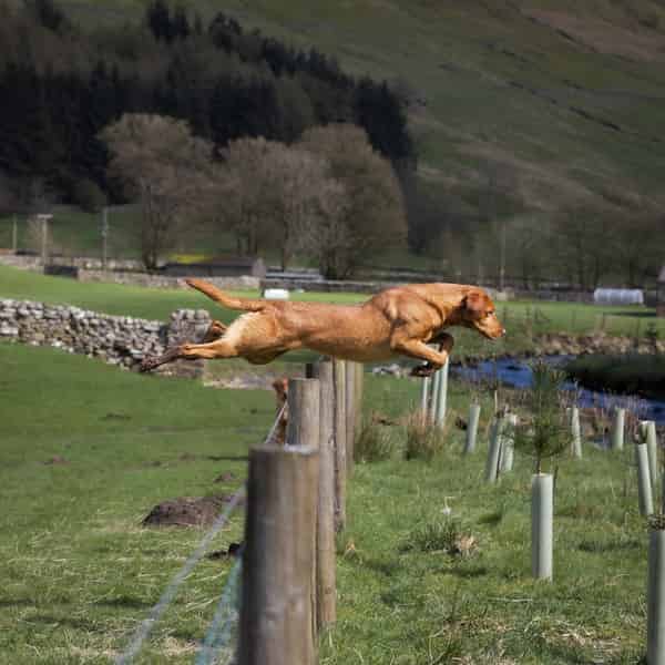 FULLY HEALTH TESTED PROVEN STUD