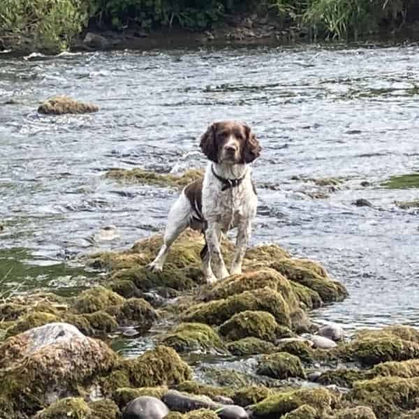 English Springer Spaniel At Stud