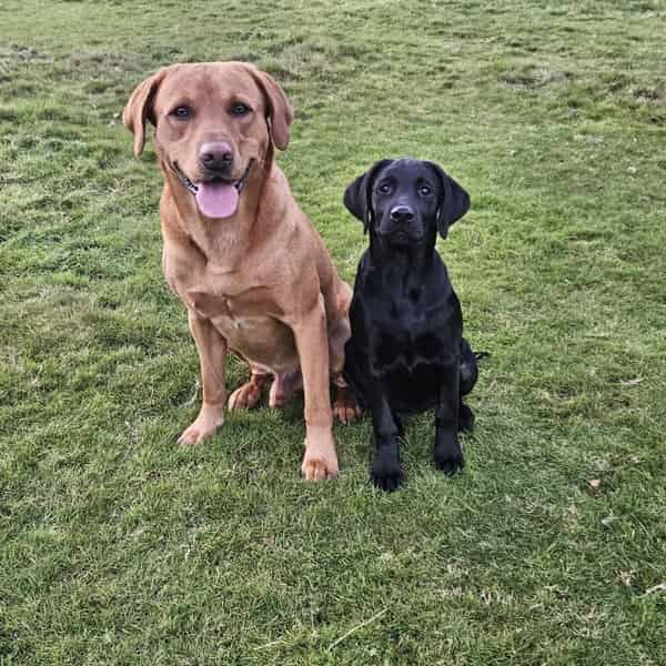 Fox red Labrador at stud