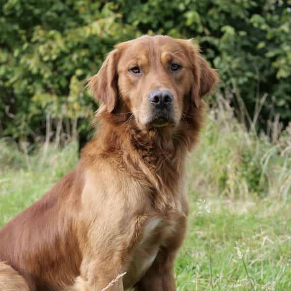 Darkest Red working Goldie!