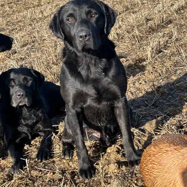Black working Labrador for stud