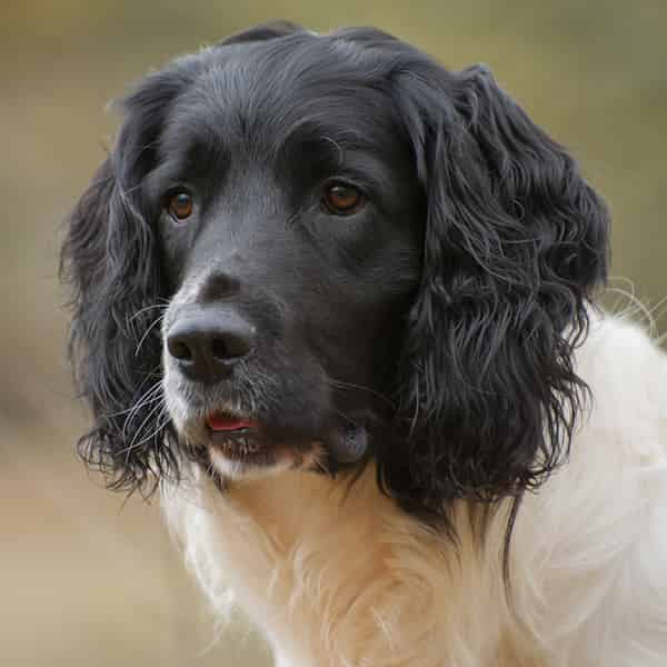 Springer Spaniel Stud
