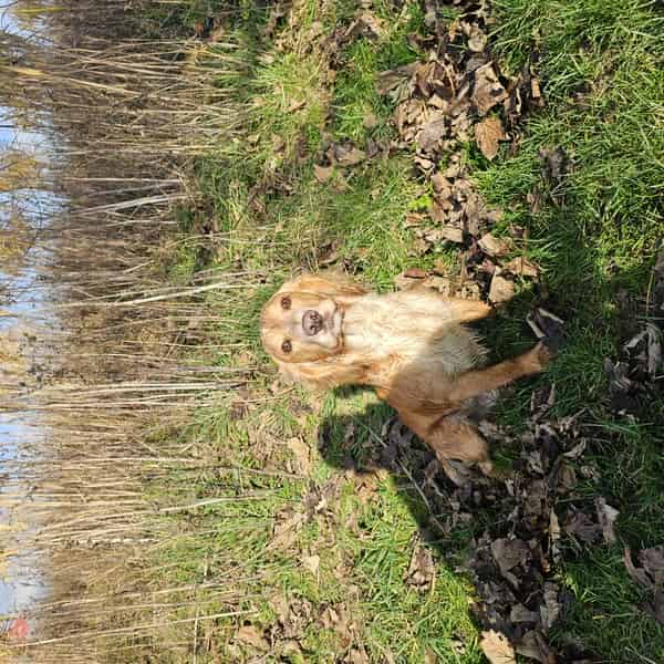 Cocker spaniel stud