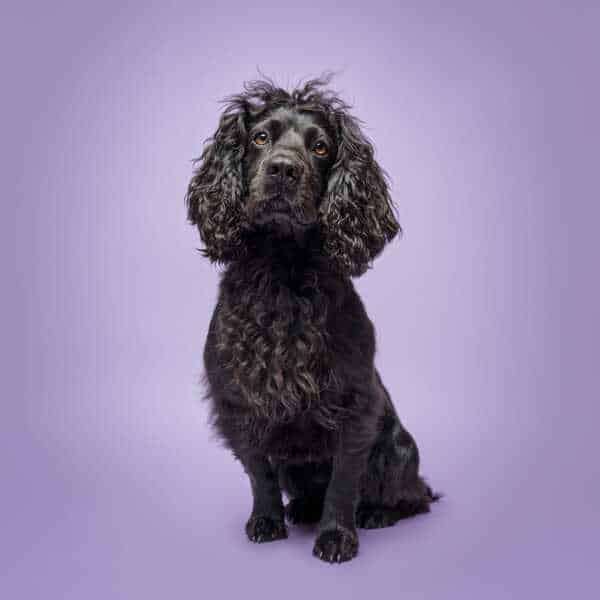 Proven Fully Health Tested Black Cocker Spaniel
