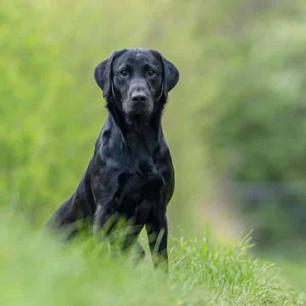 Fully health tested kc registered black labrador stud