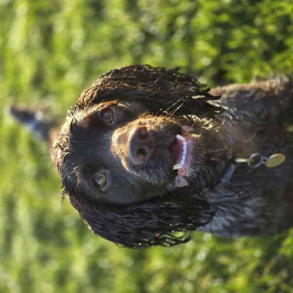 KC ASSURED BREEDER- Proven Fully Health Tested Handsome Liver Roan Working Cocker for Stud
