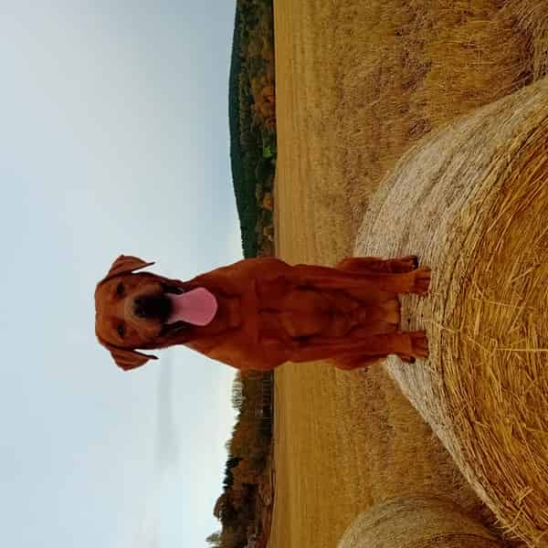 Fox Red lab for stud