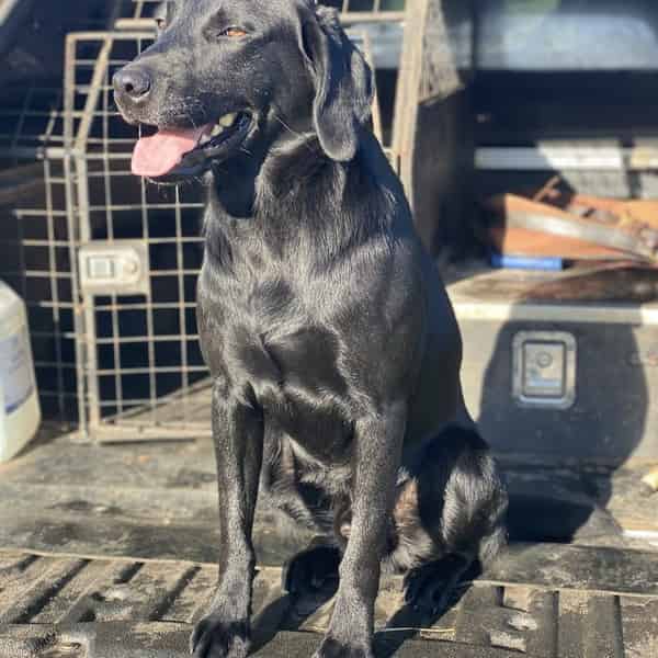 KC REG HEALTH TESTED STUD