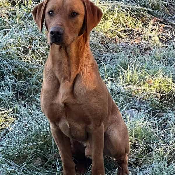 EXTENSIVELY HEALTH TESTED FOX RED LABRADOR AT STUD