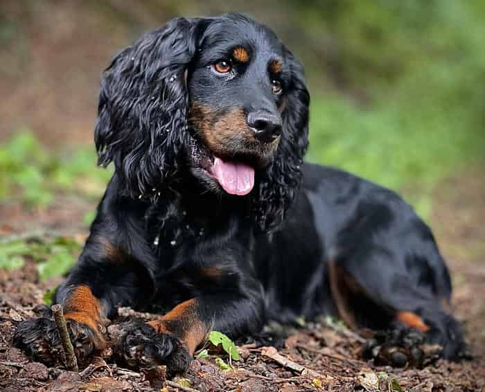 FTAW Black and Tan stud