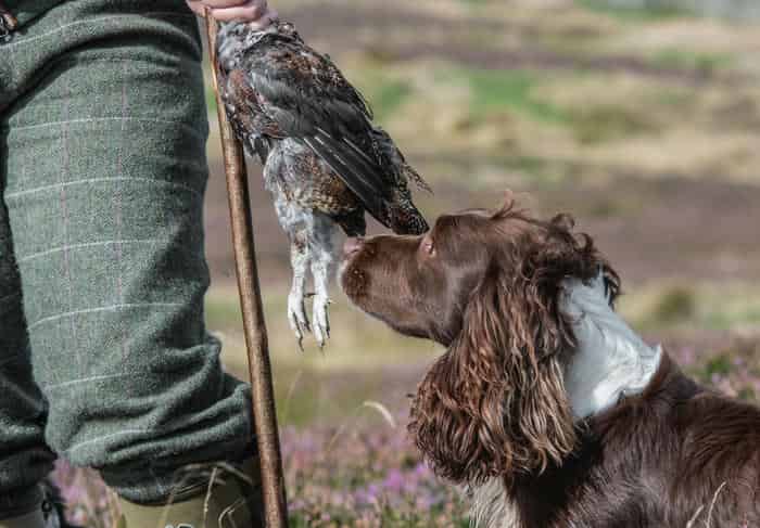 Heavy marked liver and white Springer standing at Stud