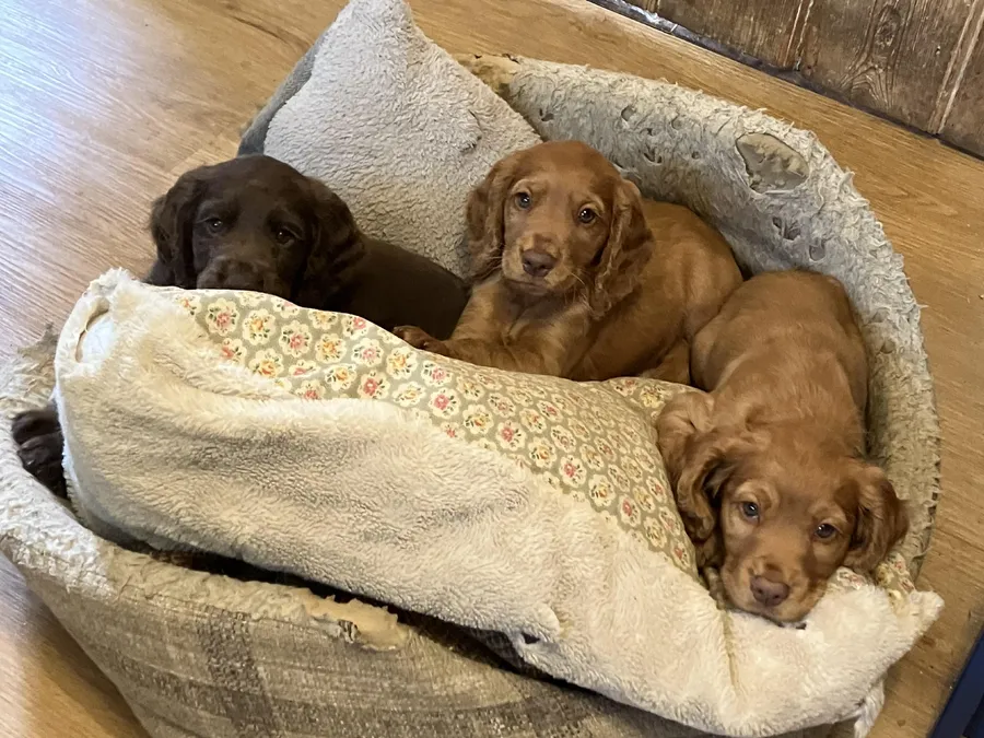 KC Registered Working Cocker Spaniel Puppies