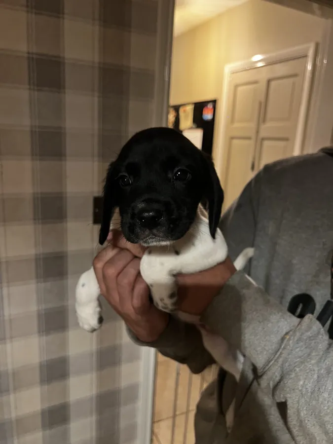 Gamekeeper bred springador puppies