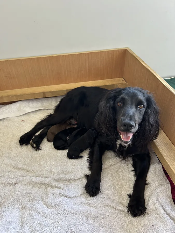 KC Reg Working Cocker Puppies