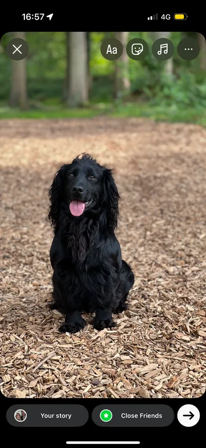 FTW/OFTAW cocker stud dog