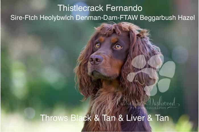 AT STUD Thistlecrack Fernando