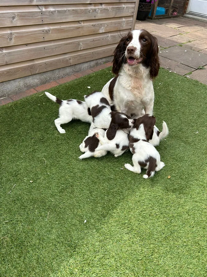FTCH Brocklinton Bertie Sired pups