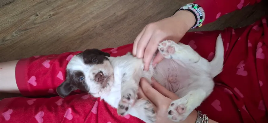 Beautiful Sprocker pups