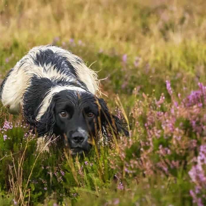 Health tested and proven pedigree ESS for stud