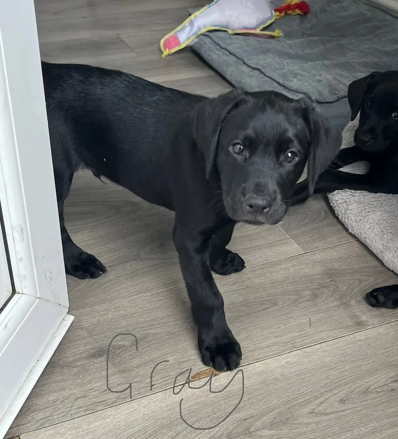 KC registered Labrador pups