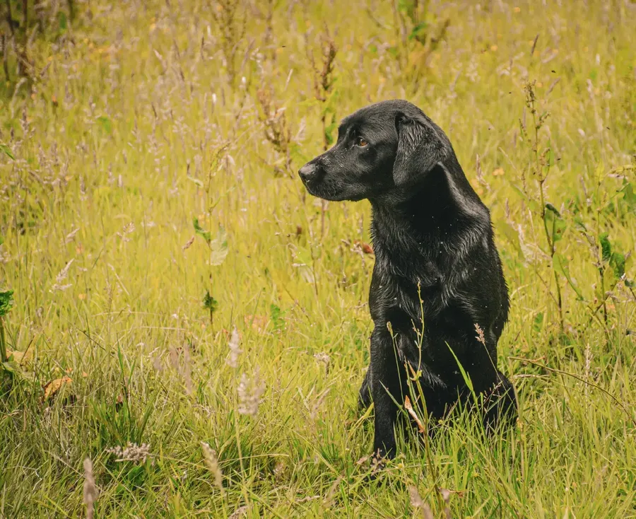 Trained lab dog