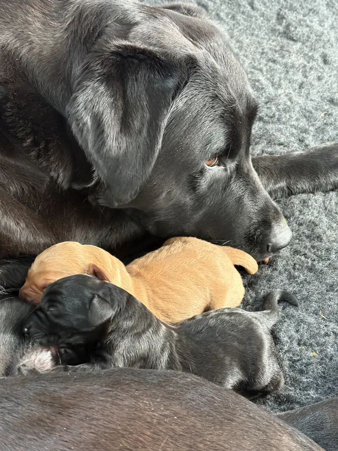 KC Reg Labrador Puppies