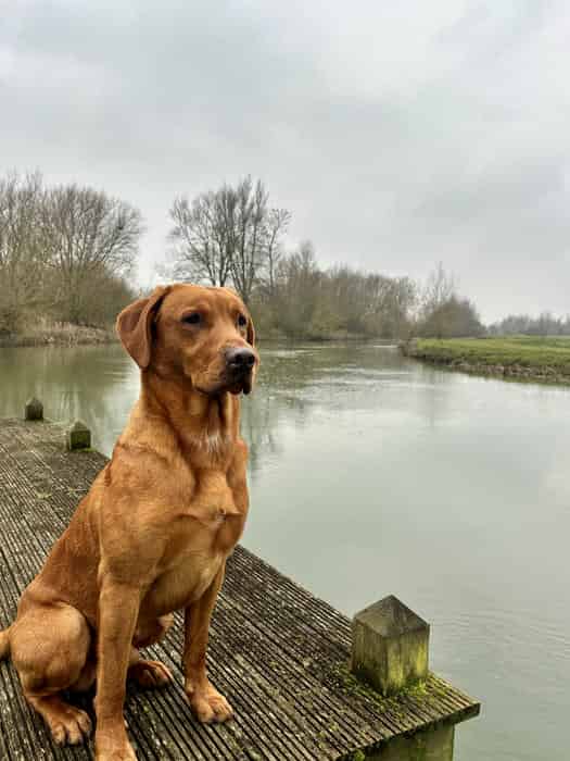 KC Red Labrador - TRICYMOEDD FIGHTING SPIRIT