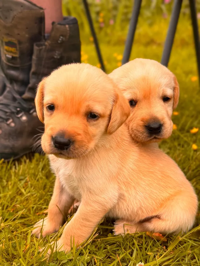 KC registered Labradors