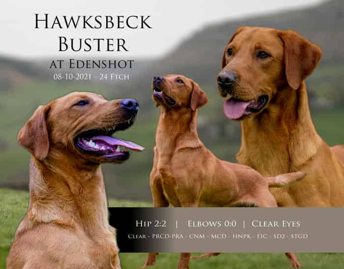 KC Fox Red Lab Stud - Fully Health Tested - 37Ftch-Ftw