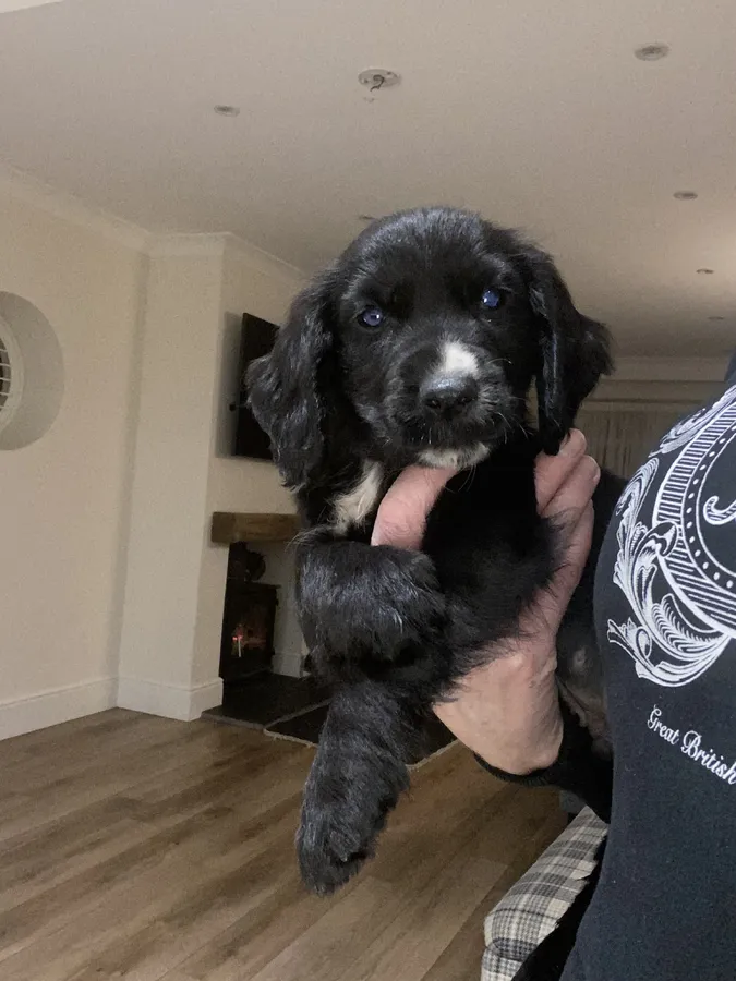 Amazing Ftch lines kc working cocker pups