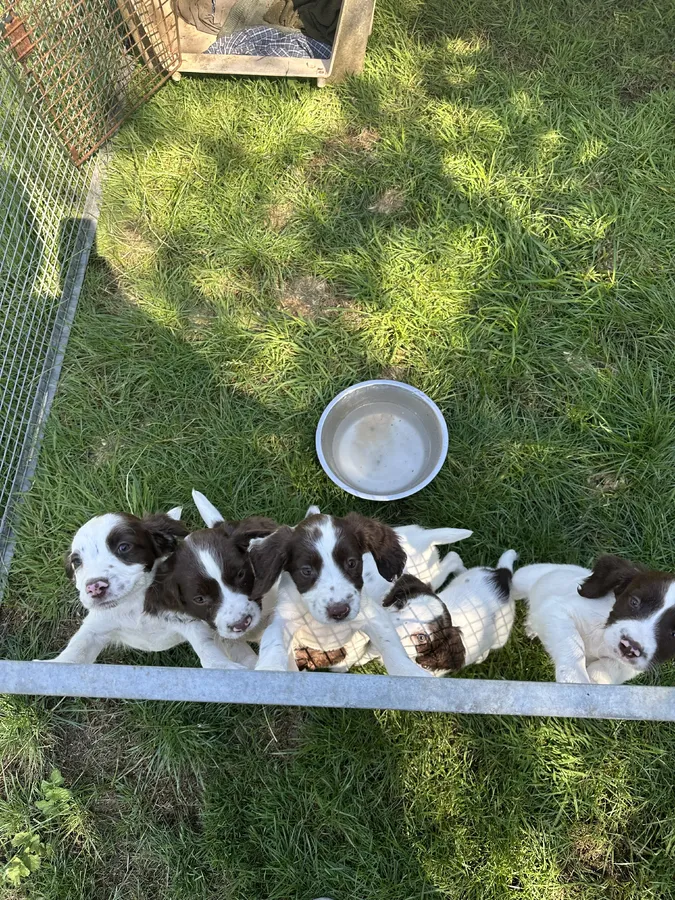 Springer Spaniel puppies