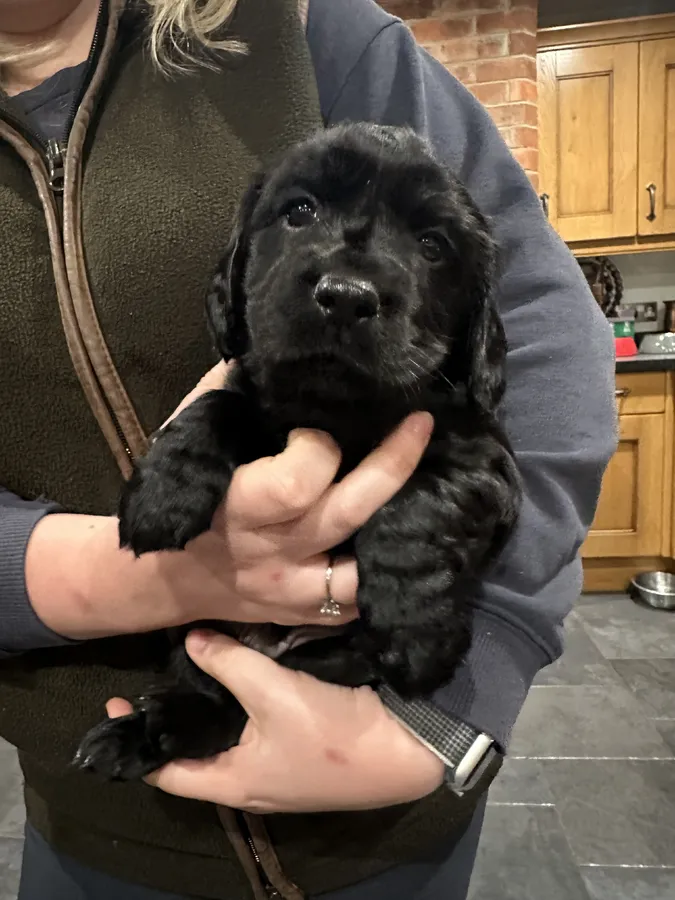 KC Reg Working Cocker Spaniels