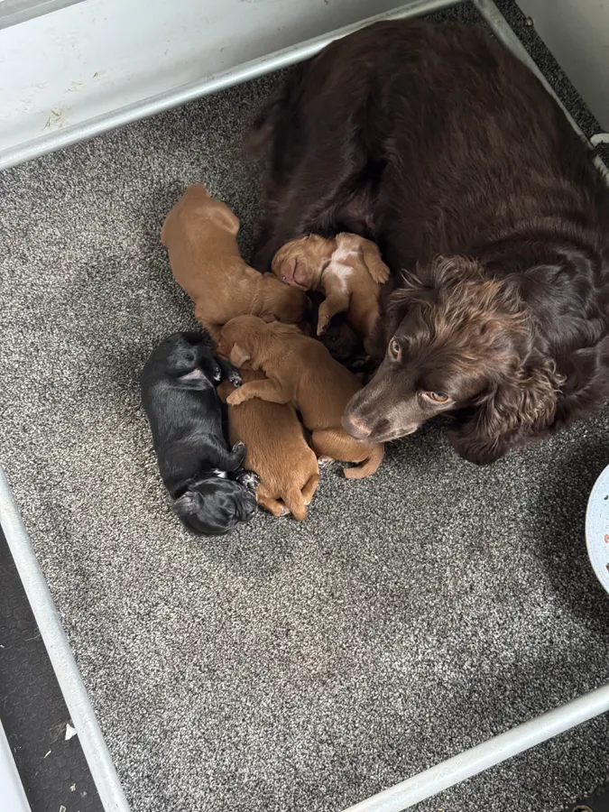 Cocker Spaniel