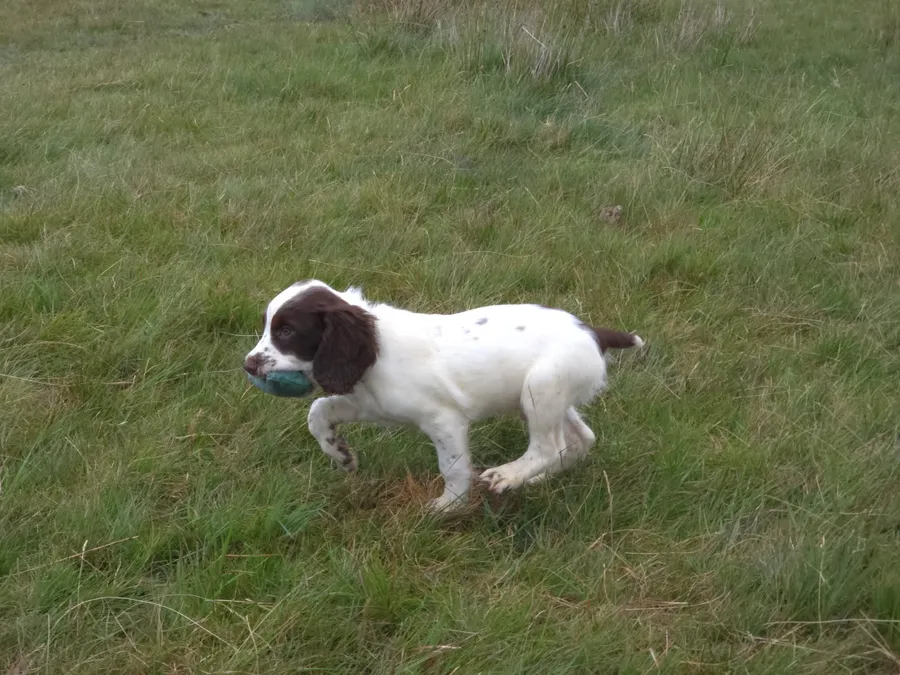 springer spaniels puppies 9 weeks old