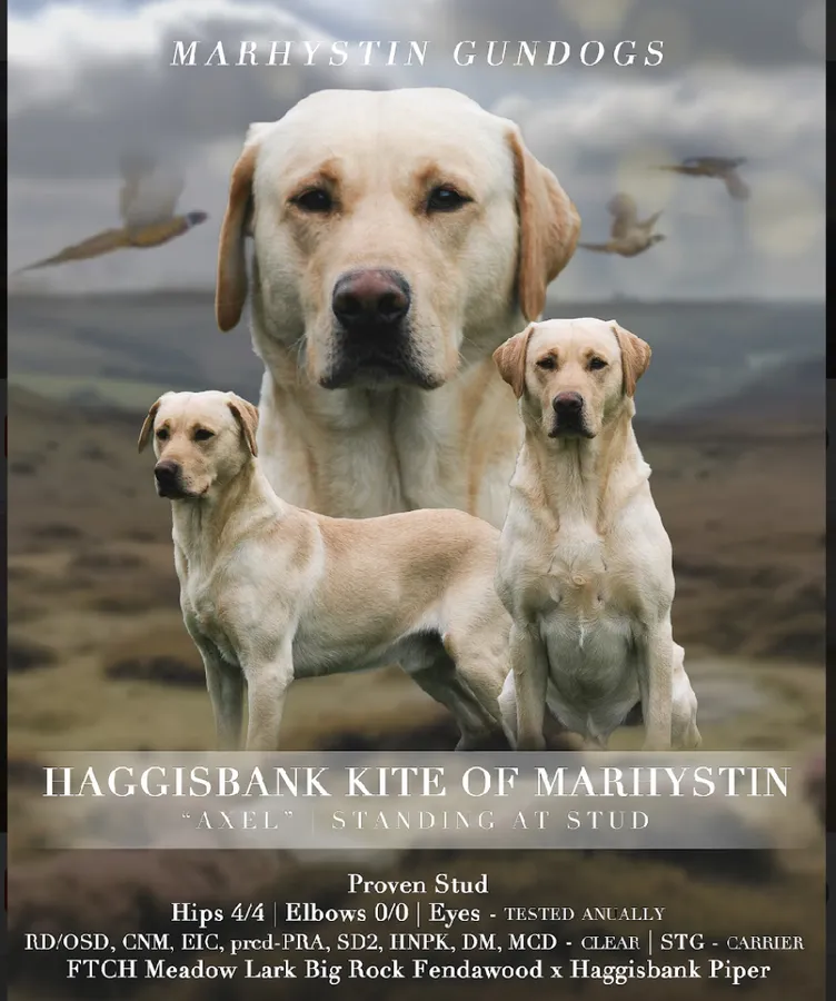 Waiting list now open excellent pedigree and health tests