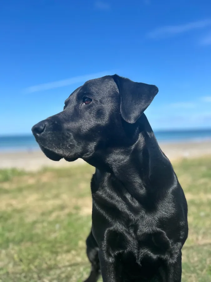 Drakeshead Labrador Stud