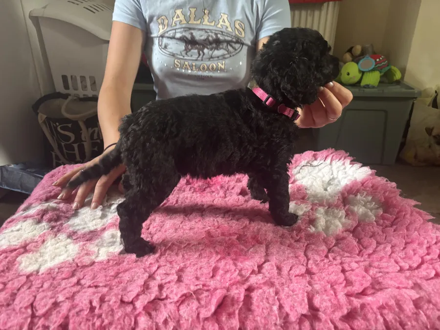 Working standard poodles