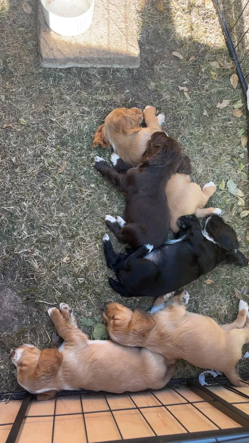 Gorgeous cocker spaniel puppies