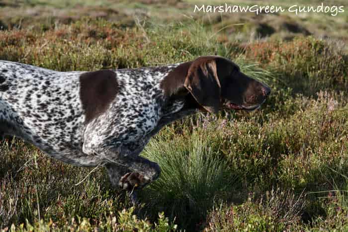 Exceptional GSP dog at stud. HEALTH TESTED