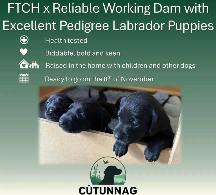 FTCH x Reliable Working Dam with Excellent Pedigree Labrador Puppies