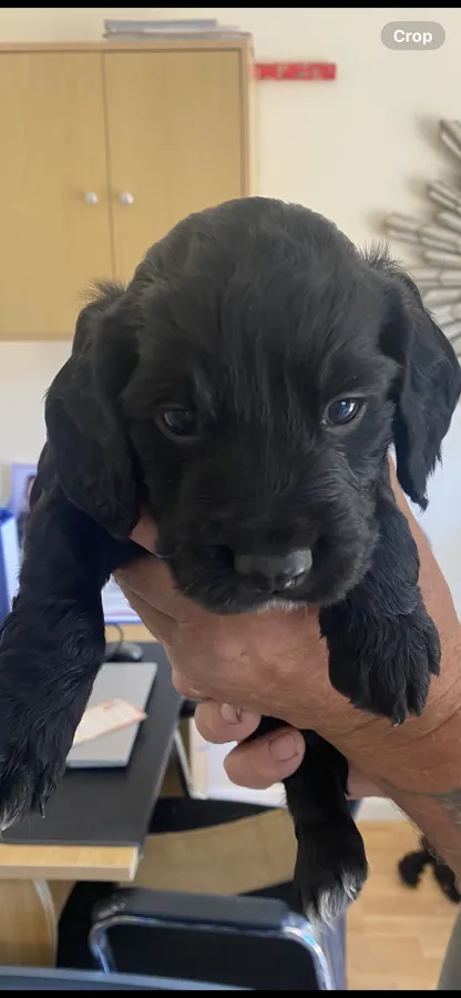 Outstanding Cocker Spaniel Puppies